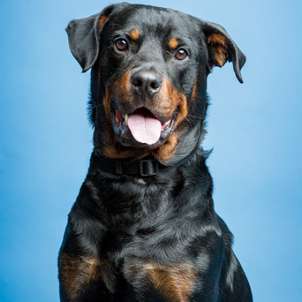 Savage Hintergrundpapier Gulf Blue 1.36x11m